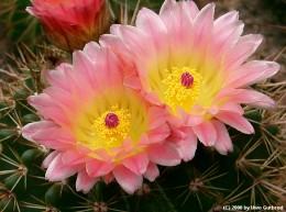 Notocactus roseoluteus